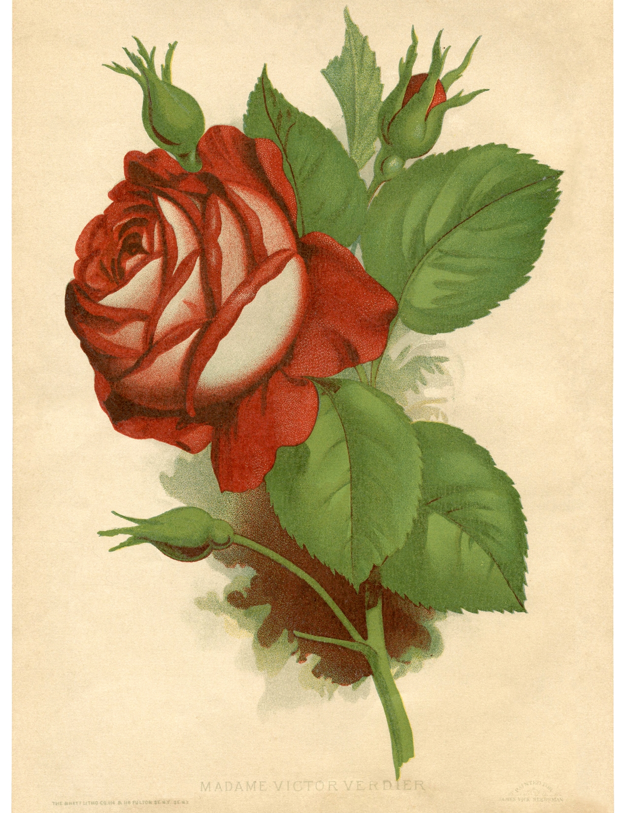 12 Red Rose Images Pictures And Printables The Graphics Fairy