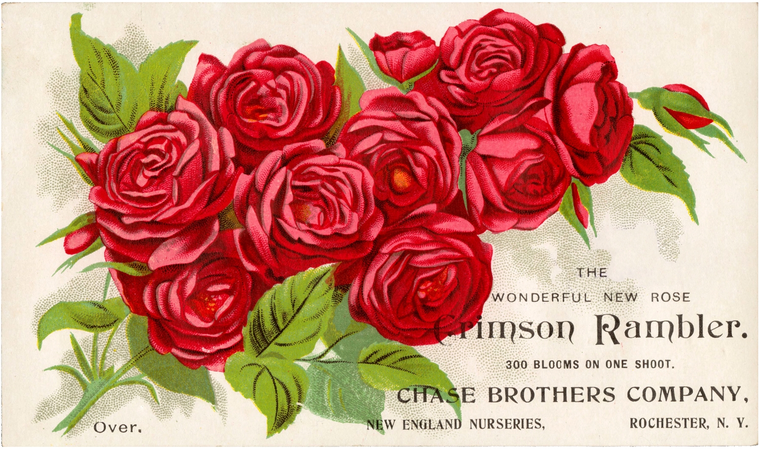 12 Red Rose Images Pictures And Printables The Graphics Fairy