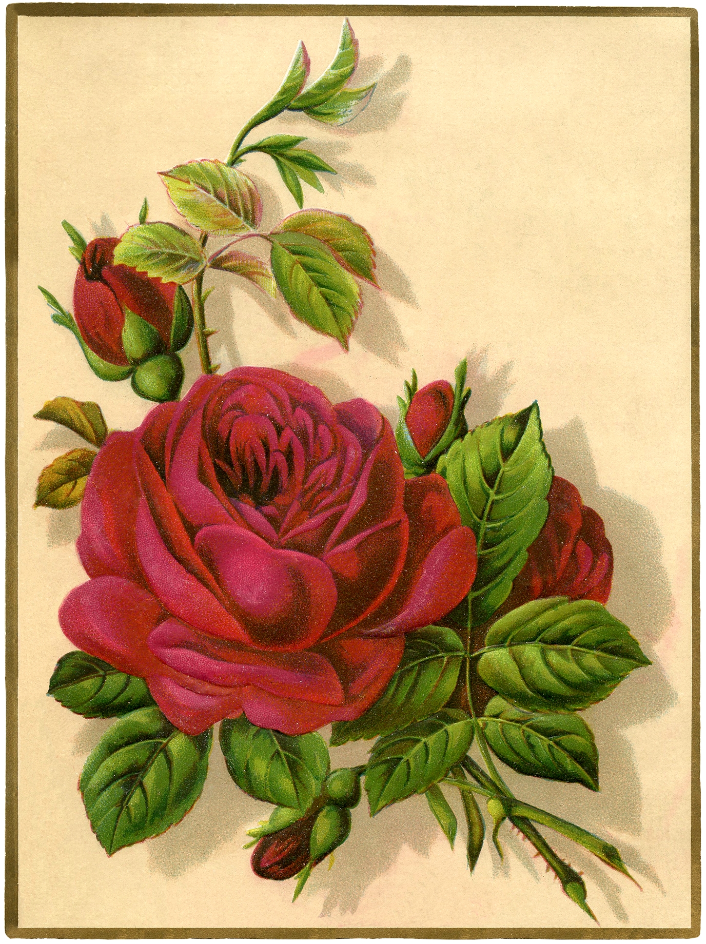 12 Red Rose Images Pictures And Printables The Graphics Fairy 12 Red Rose Images Pictures And Printables The Graphics Fairy