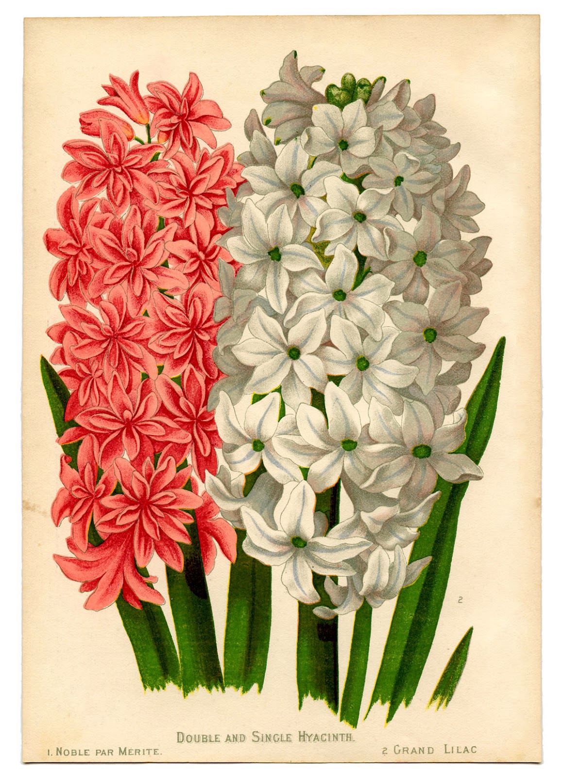 8 Picture Of A Hyacinth Flower The Graphics Fairy