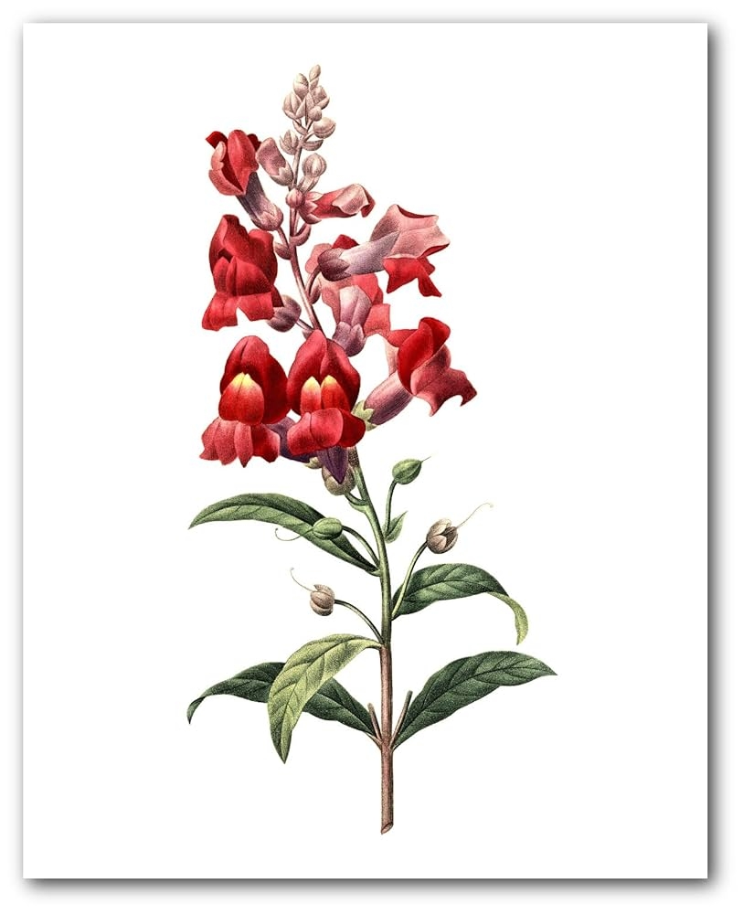 free printable flower snapdragons