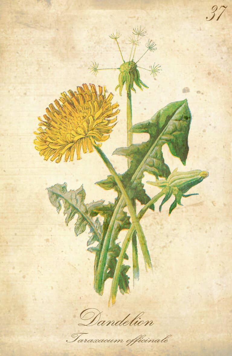 Antique Images Wildflower Yellow Dandelion Floral Artwork Background Color Palette Chart