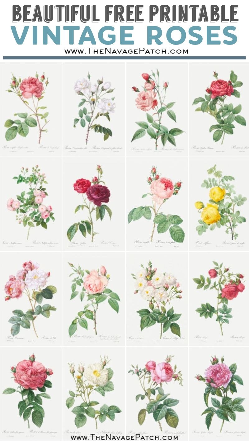 Beautiful Free Printable Vintage Rose Illustrations The Navage Patch Beautiful Free Printable Vintage Rose Illustrations The Navage Patch