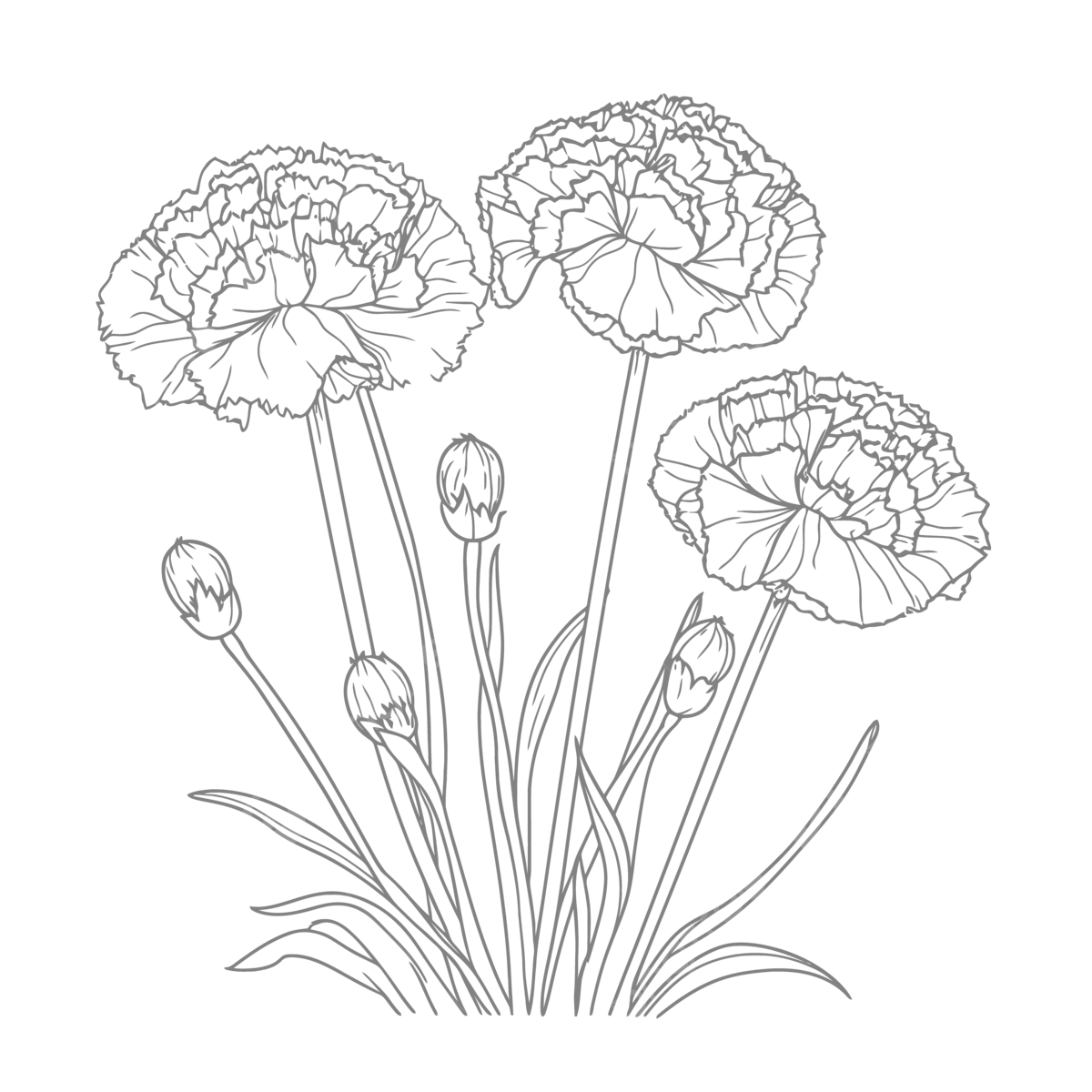 Carnation Flower Coloring Pages Free Printable Line Illustrations For Coloring Book Outline Sketch Drawing Vector Flower Drawing Car Drawing Book Drawing PNG And Vector With Transparent Background For Free Download