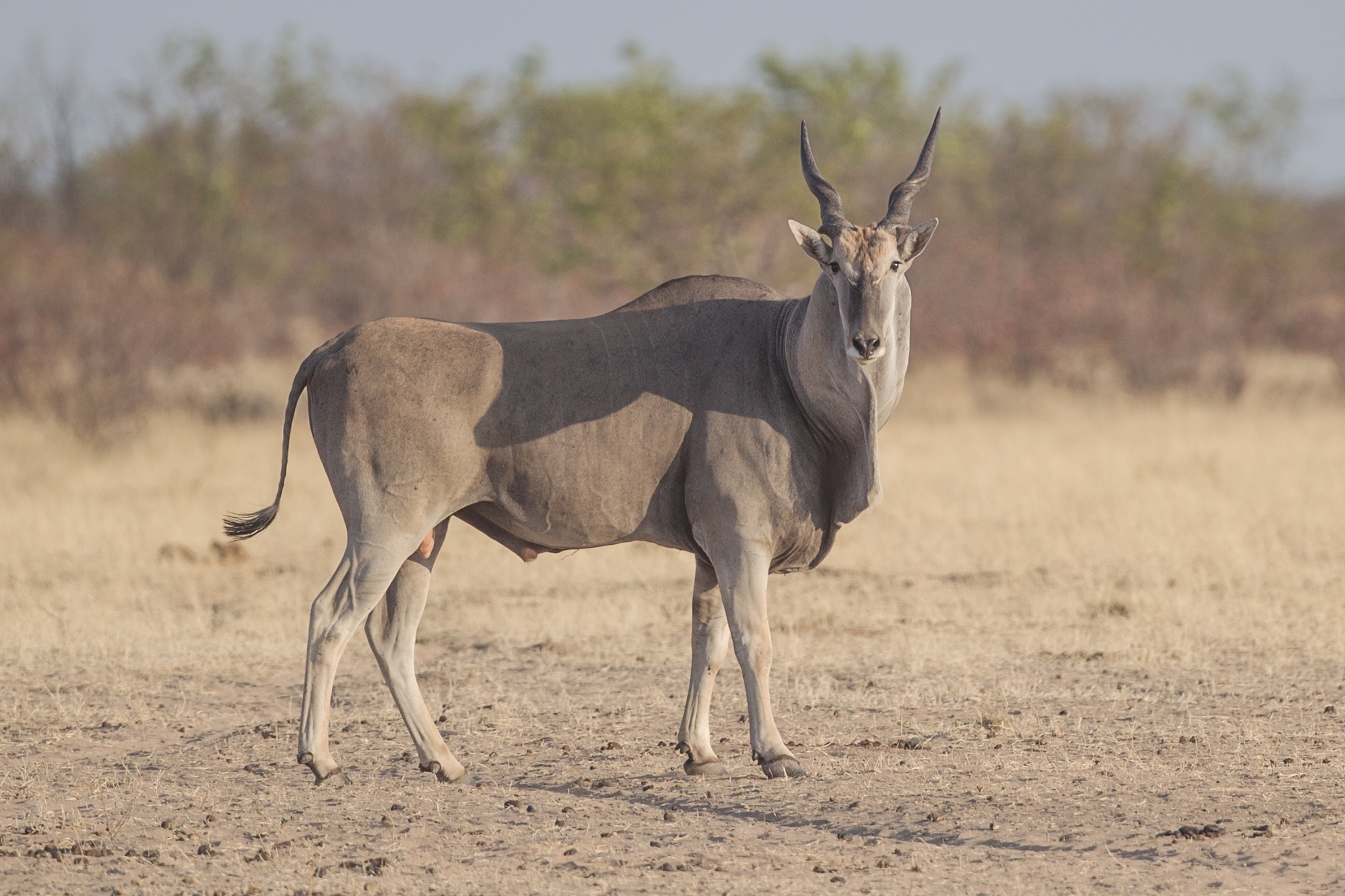Common Eland Wikipedia