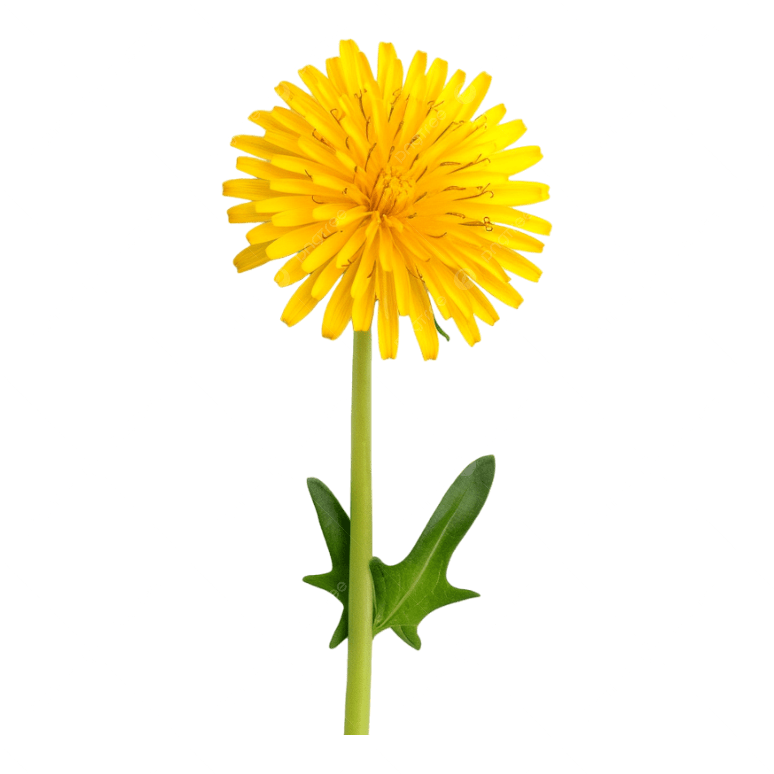 Dandelion Flower Yellow Dandelion Dandelion Blossom PNG Transparent Image And Clipart For Free Download