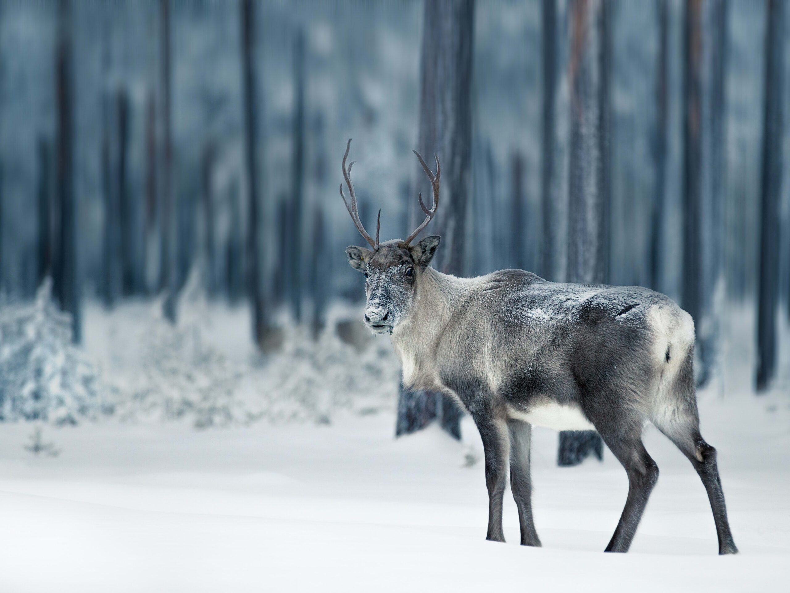 Do Female Reindeer Have Antlers Parade