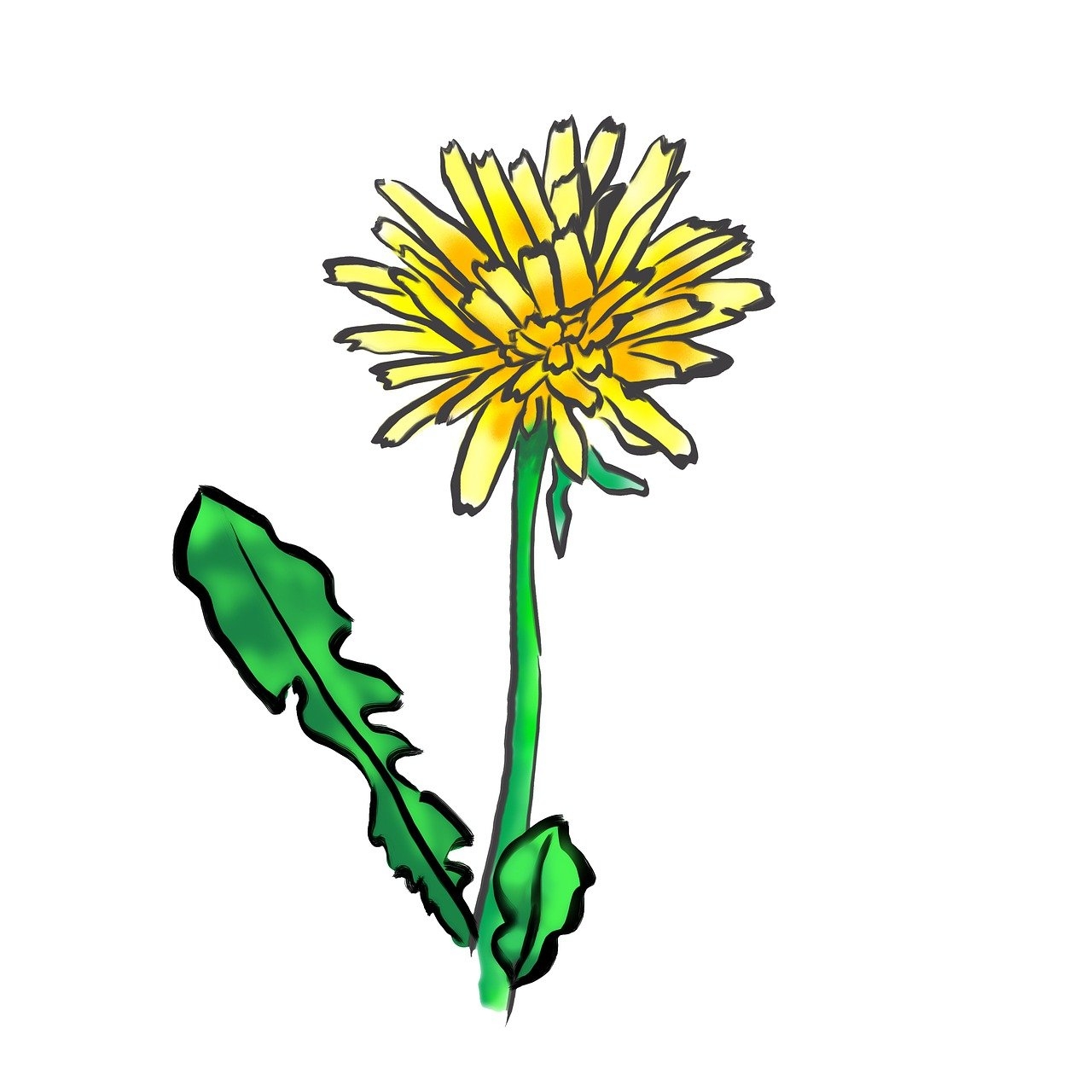 Download Dandelion Flower Yellow Royalty Free Stock Illustration Image Pixabay