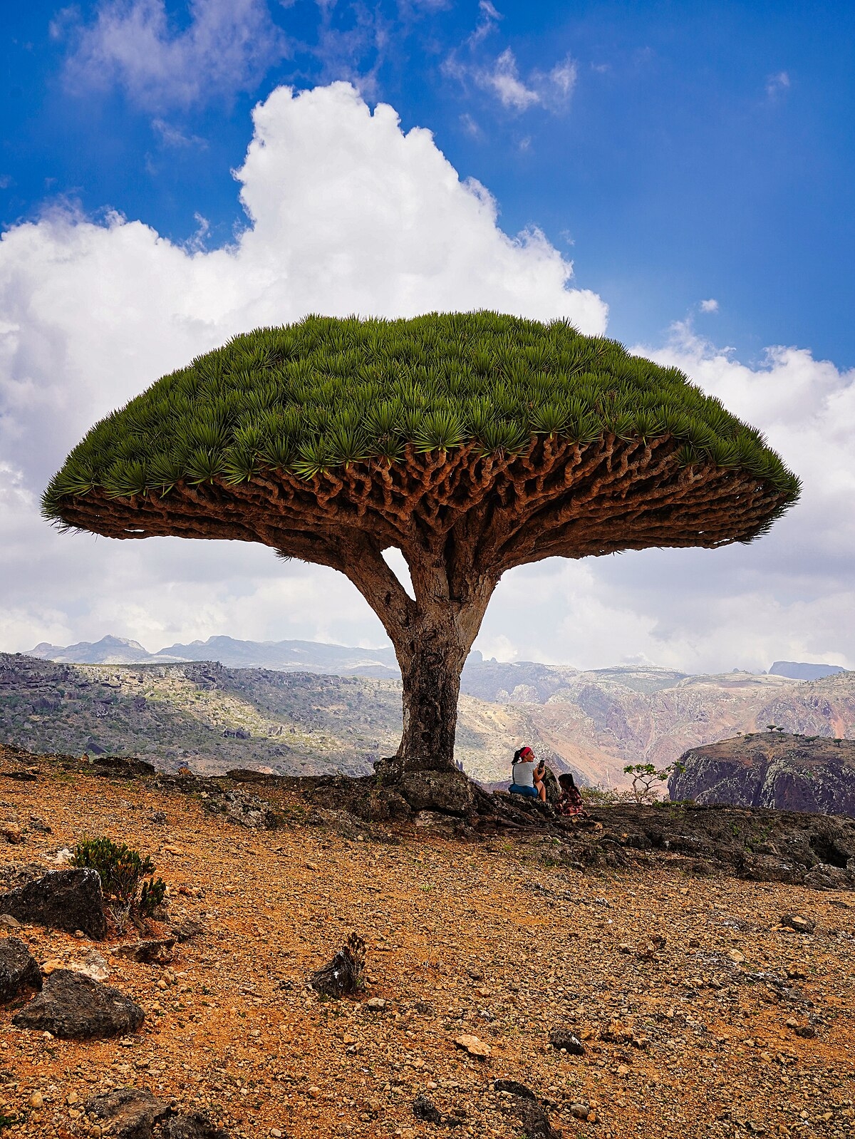 madagascar tree crossword clue
