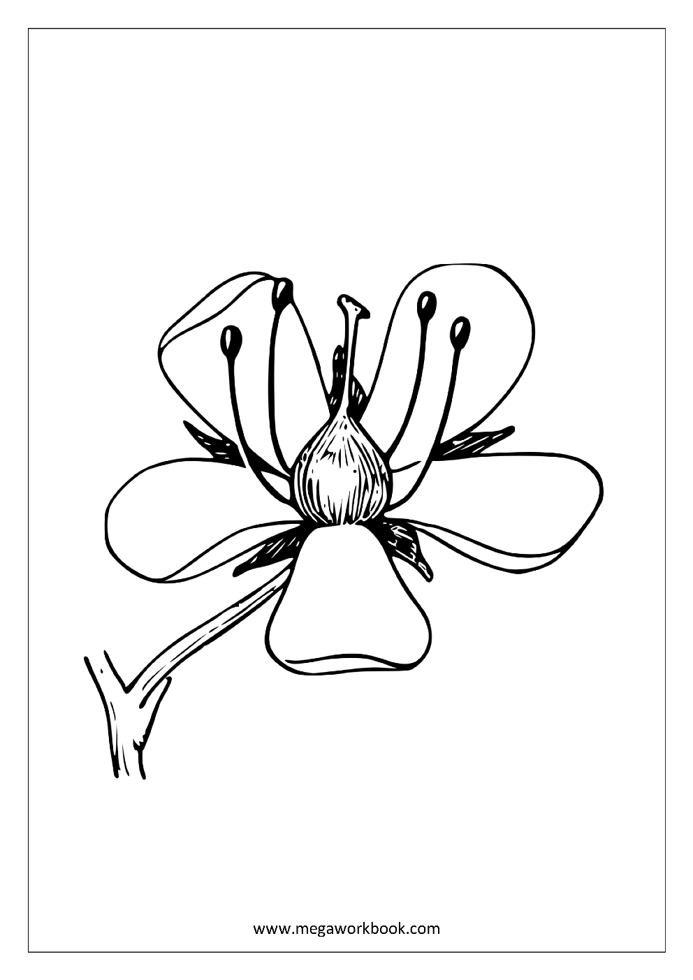 Flower Coloring Pages Plant U0026 Tree Coloring Pages Leaf Coloring Pages Free Printables Coloring Sheets MegaWorkbook