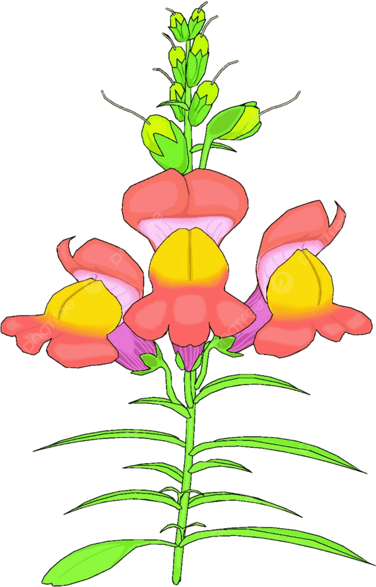 Flower Plant Vector Hd Images Snapdragon Flower Flowers Plant 