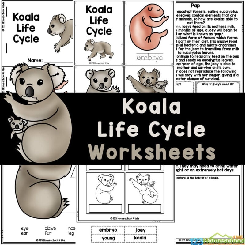 FREE Printable Koala Life Cycle Worksheets For Elementary Students FREE Printable Koala Life Cycle Worksheets For Elementary Students