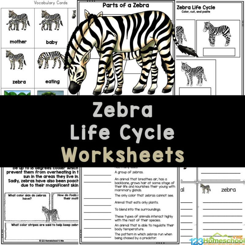 FREE Printable Zebra Life Cycle Worksheets For Kids FREE Printable Zebra Life Cycle Worksheets For Kids