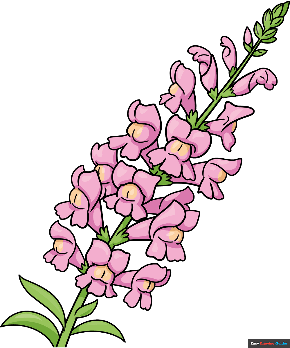 How To Draw A Snapdragon Really Easy Drawing Tutorial