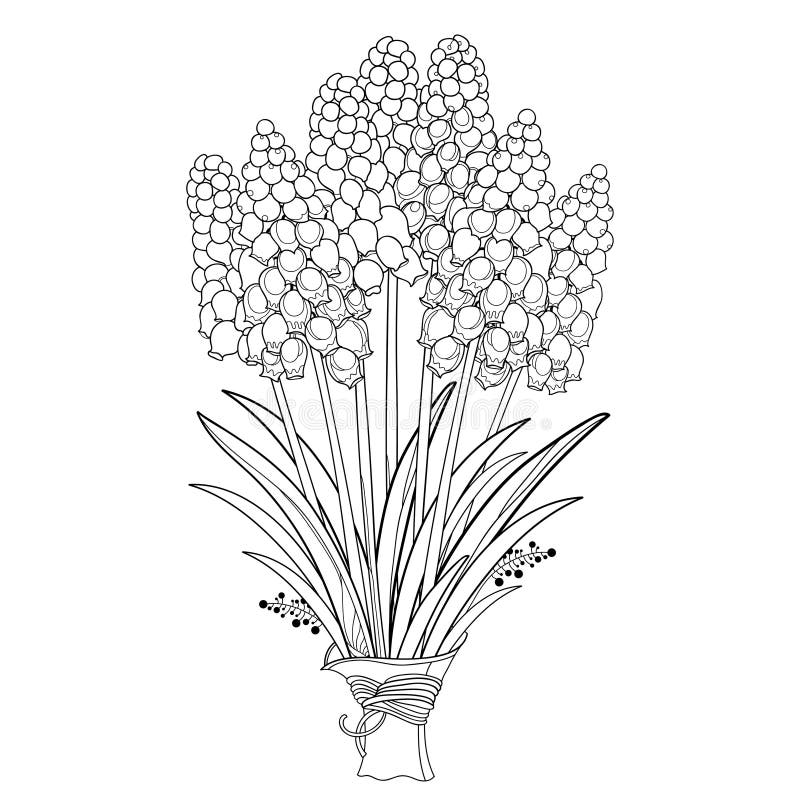 Hyacinth Black White Stock Illustrations 1 110 Hyacinth Black 