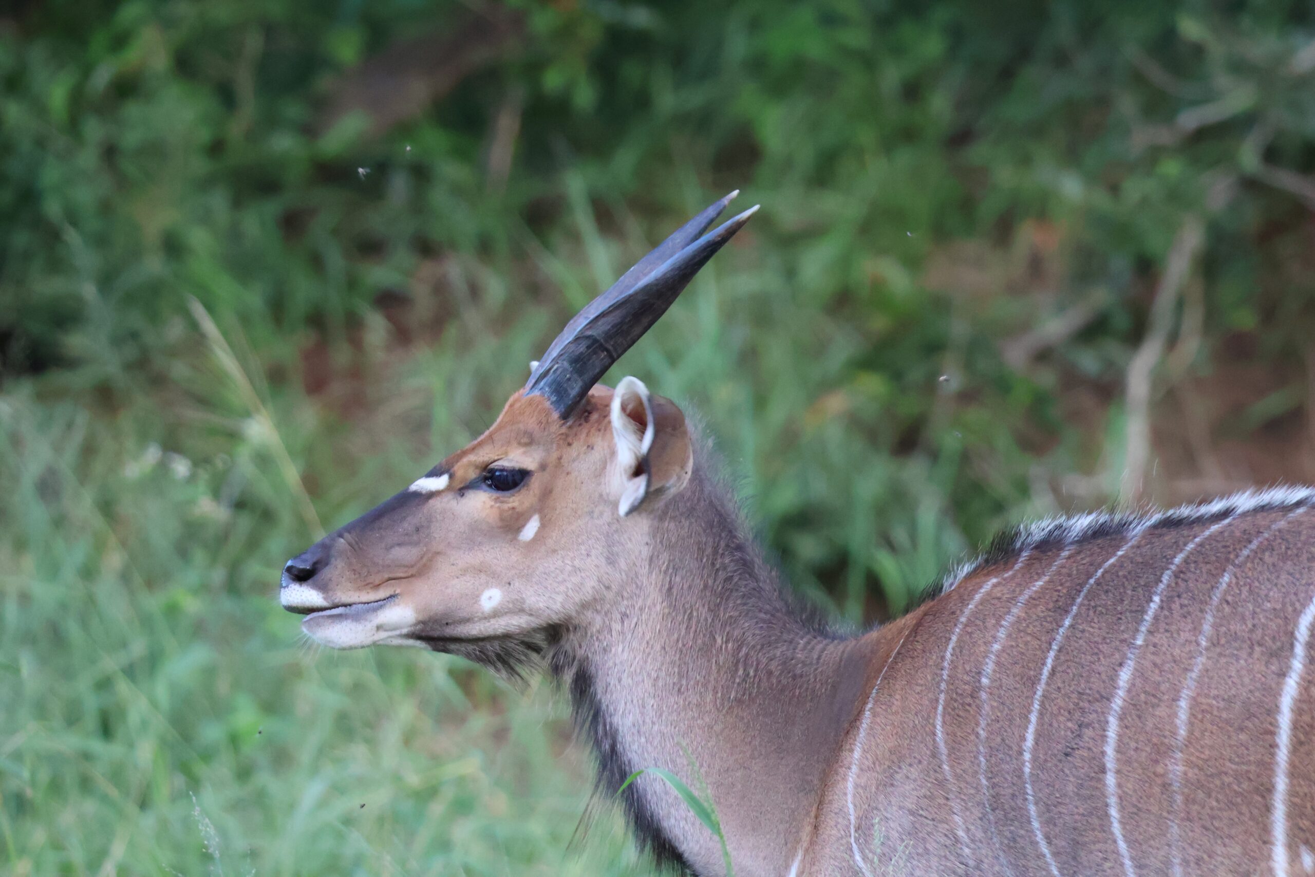 In Touch With Nature Nyala Antelope southernAfricanwildlife Writing To Be Read