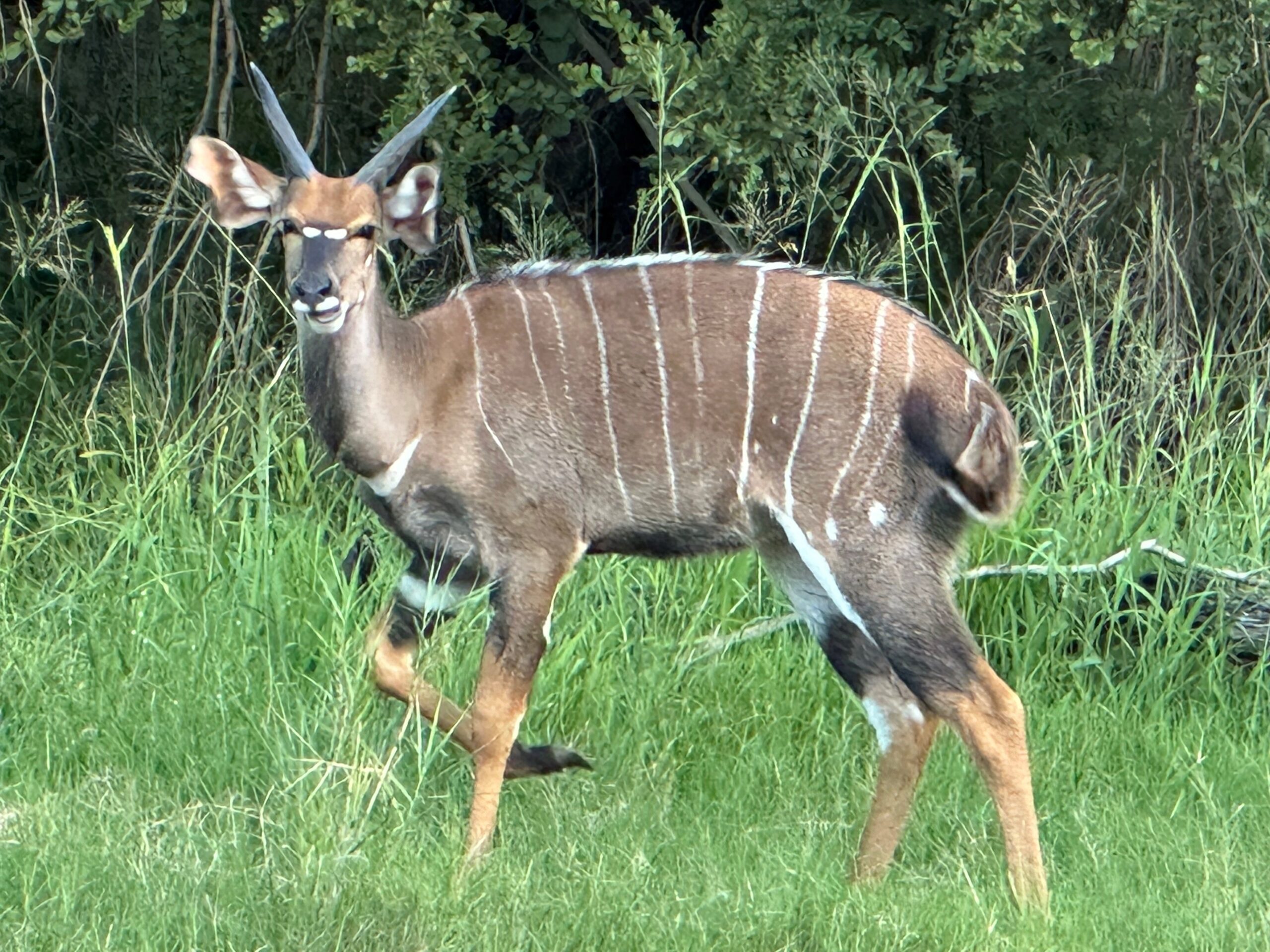 In Touch With Nature Nyala Antelope southernAfricanwildlife Writing To Be Read