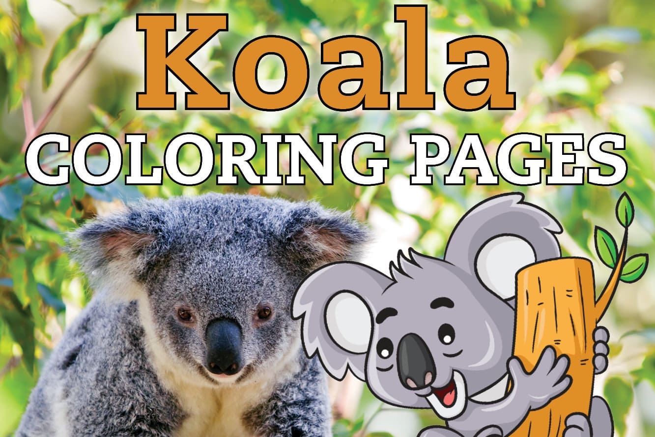 Koalas 101 Nat Geo Wild Koalas 101 Nat Geo Wild