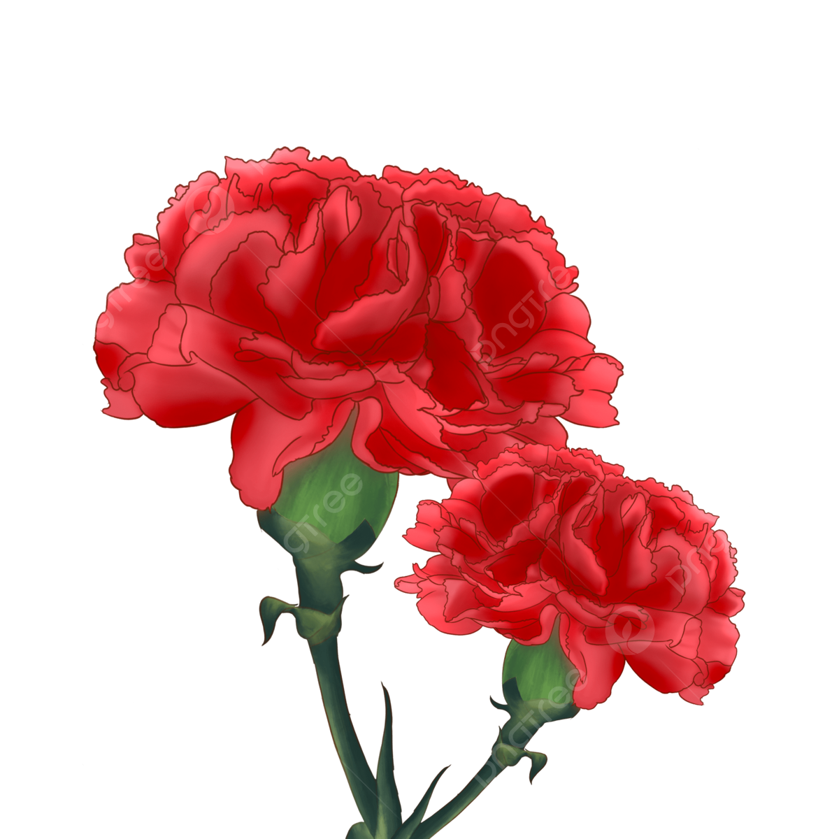 free printable flower carnation flower