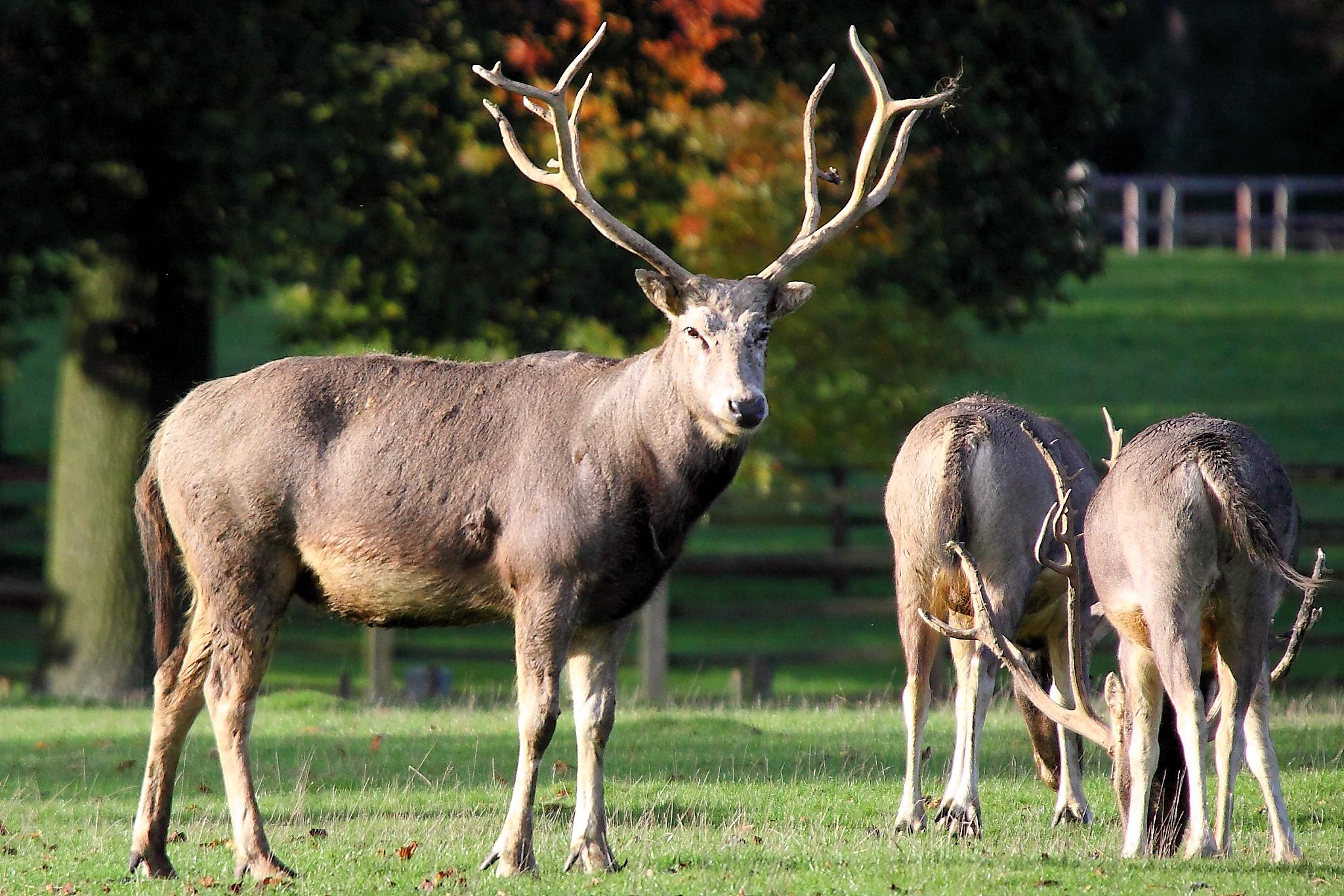 male deer crossword clue