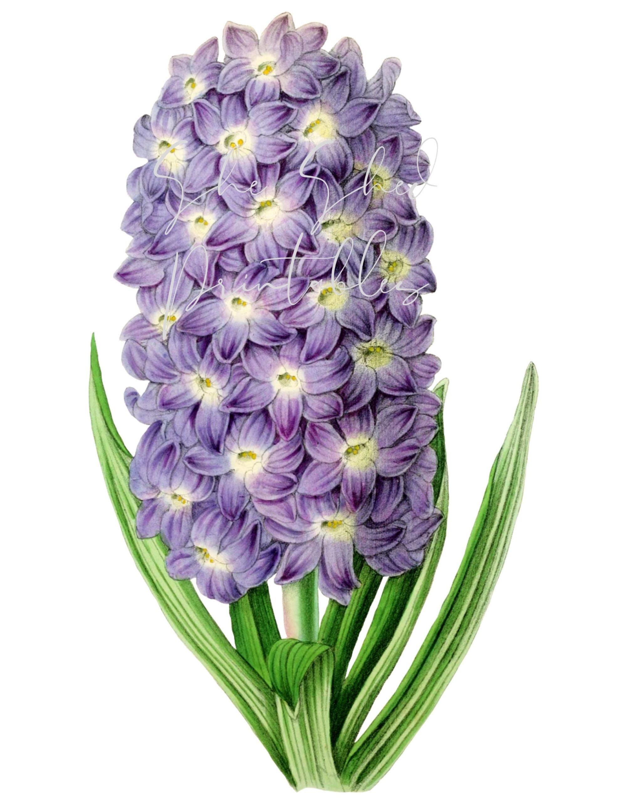 Purple Garden Hyacinth Digital Download Image Vintage Printable 