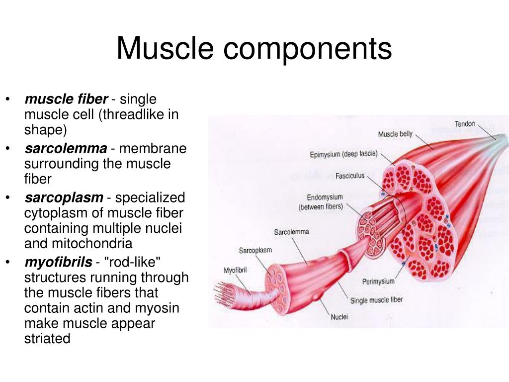 Sinew NYT Mini Crossword Clue For Muscle Tissue March 23 2025
