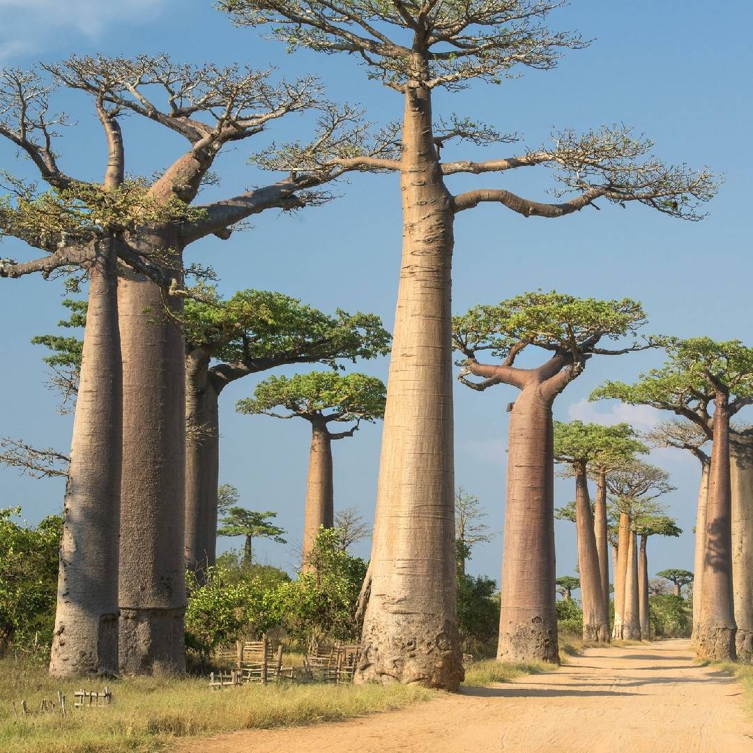 Top 20 Most Common Trees In Madagascar