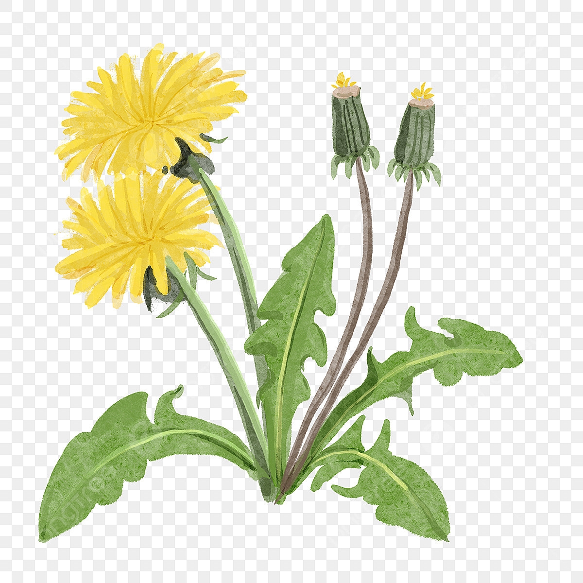 Yellow Dandelion Hd Transparent Watercolor Yellow Dandelion Flowers Dandelion Flowers Watercolor PNG Image For Free Download