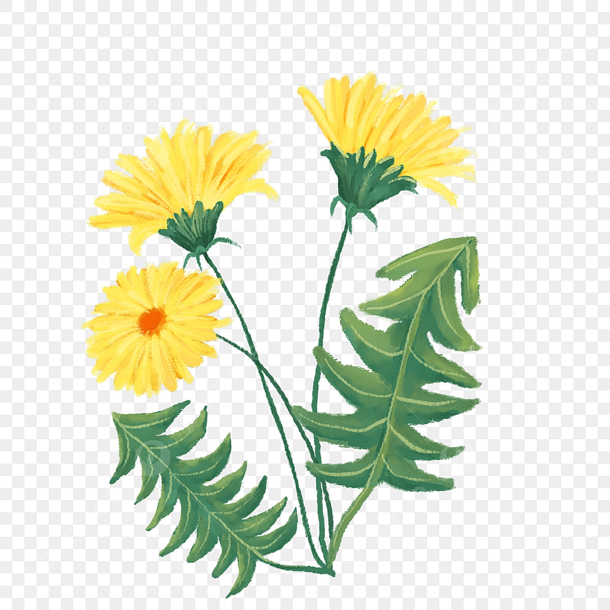 Yellow Dandelion PNG Image Yellow Dandelion Flower In A Watercolor Style Watercolor Watercolor Flowers Dandelion PNG Image For Free Download