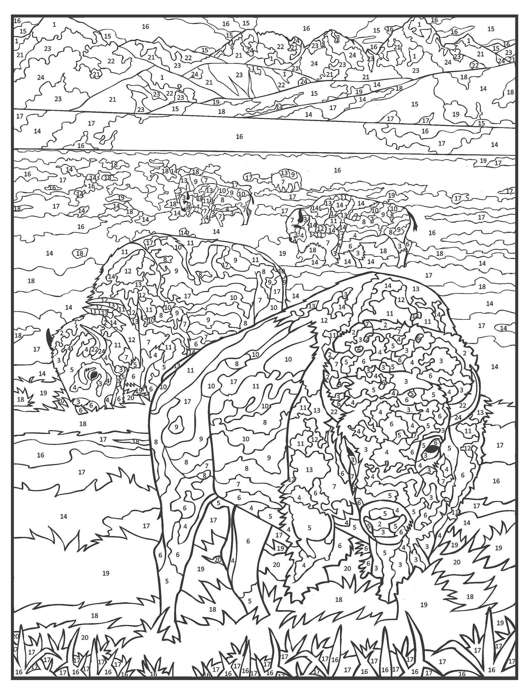 Creative Haven Wildlife Color By Number Coloring Book A2Z Science Learning Toy Store Creative Haven Wildlife Color By Number Coloring Book A2Z Science Learning Toy Store