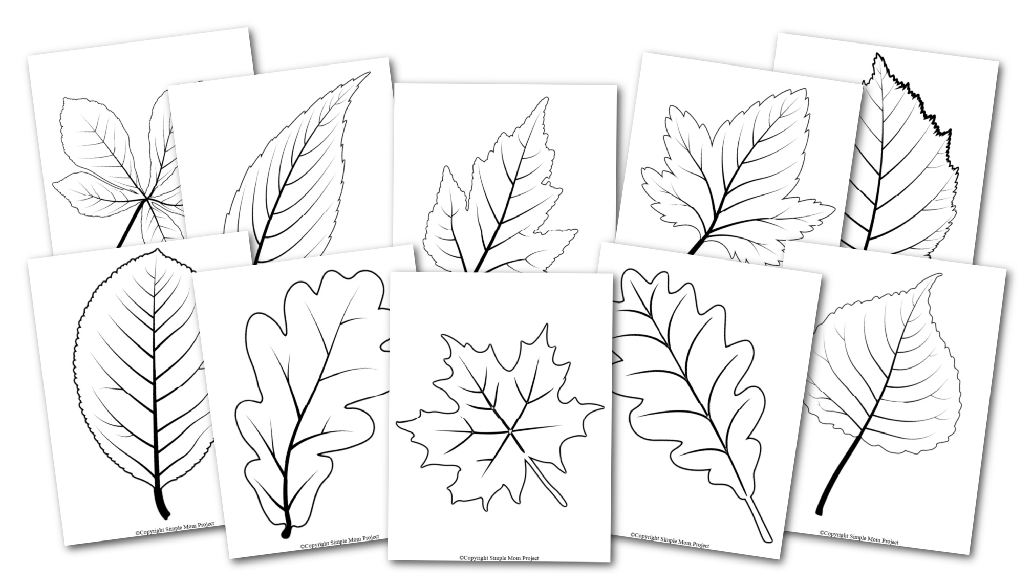 Free Printable Large Leaf Templates Stencils And Patterns Free Printable Large Leaf Templates Stencils And Patterns